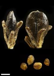 Veronica hookeri. Capsule and seeds. Scale = 1 mm.
 Image: P.J. Garnock-Jones © P.J. Garnock-Jones CC-BY-NC 3.0 NZ
